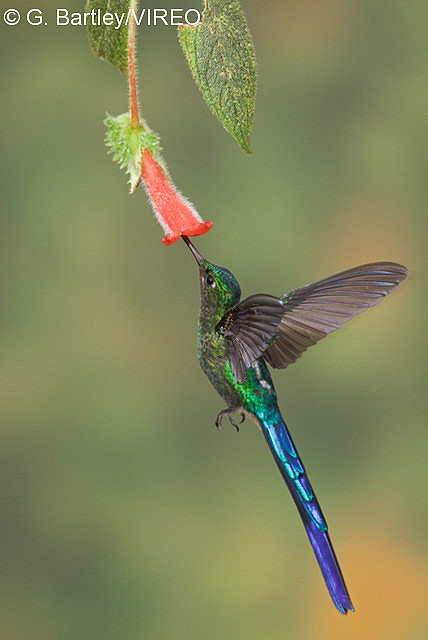 Violet-tailed Sylph b57-9-570.jpg